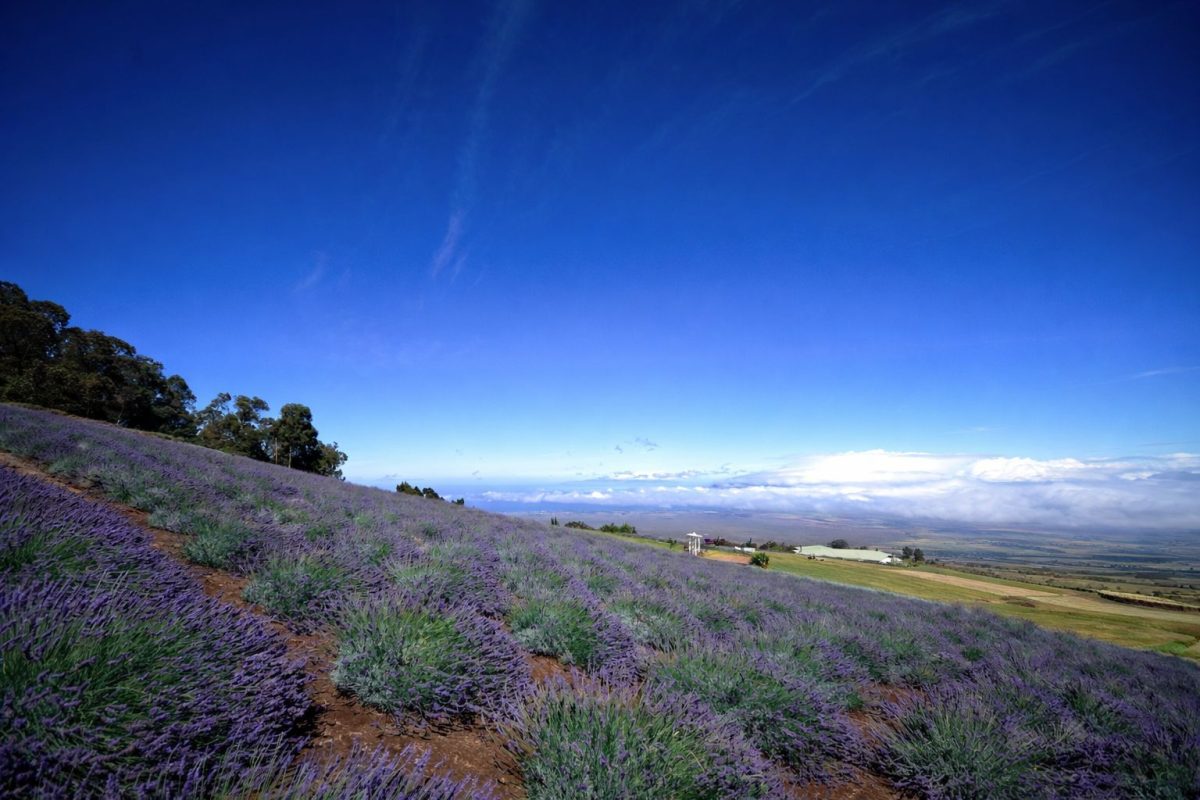 Rows of lavender in bloom at Ali'i Kula Lavender Farm Maui.