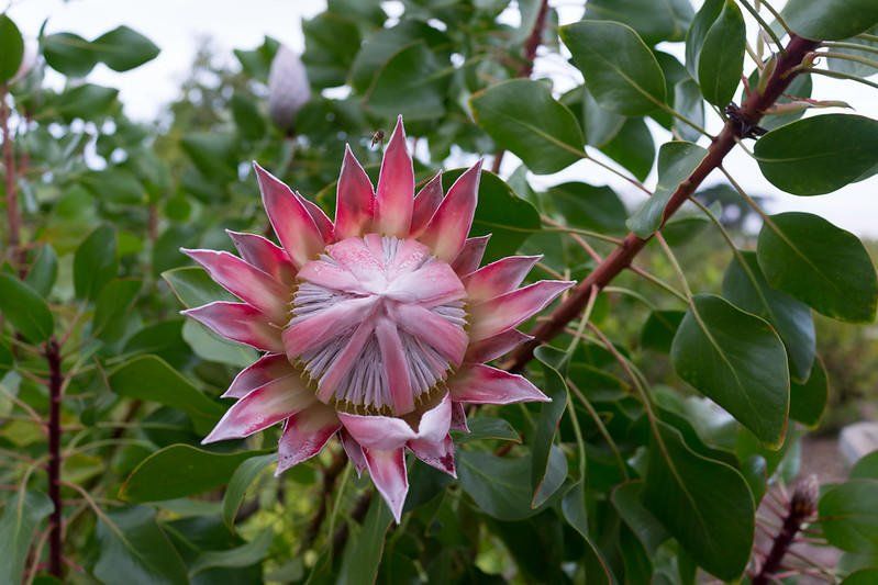 Colorful protea flowers at Kula flower farm stand Maui
