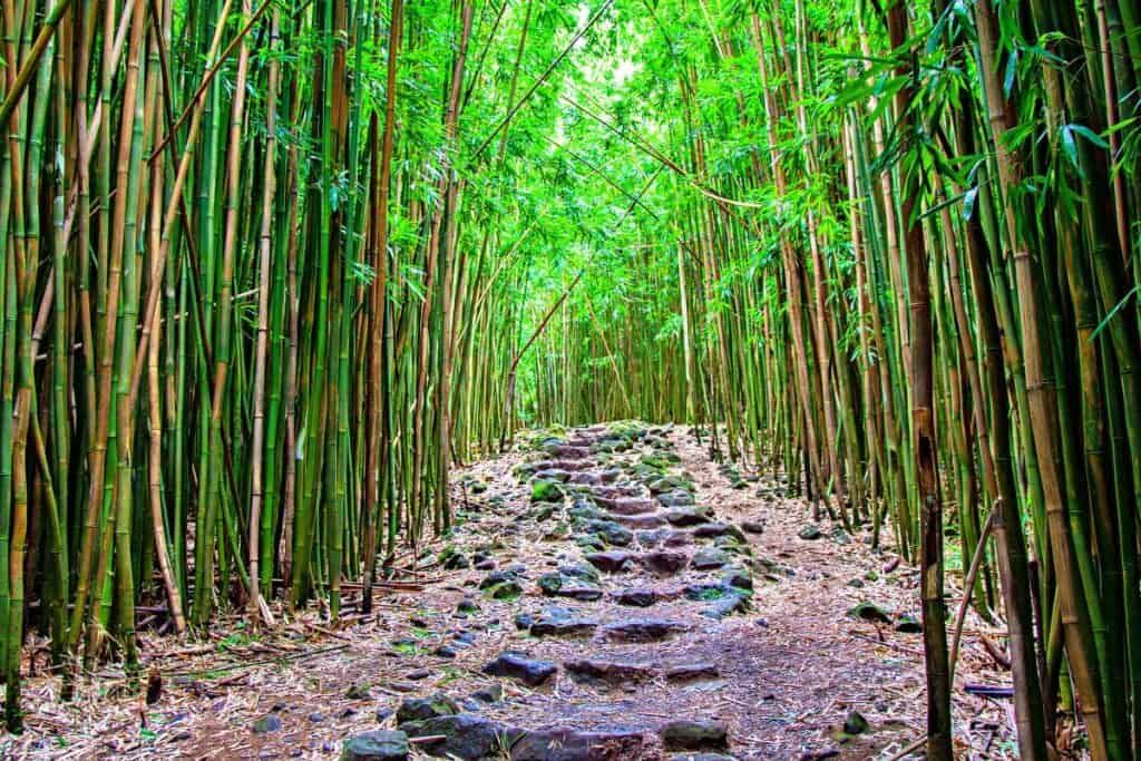 Bamboo forest along Pipiwai Trail Haleakala National Park