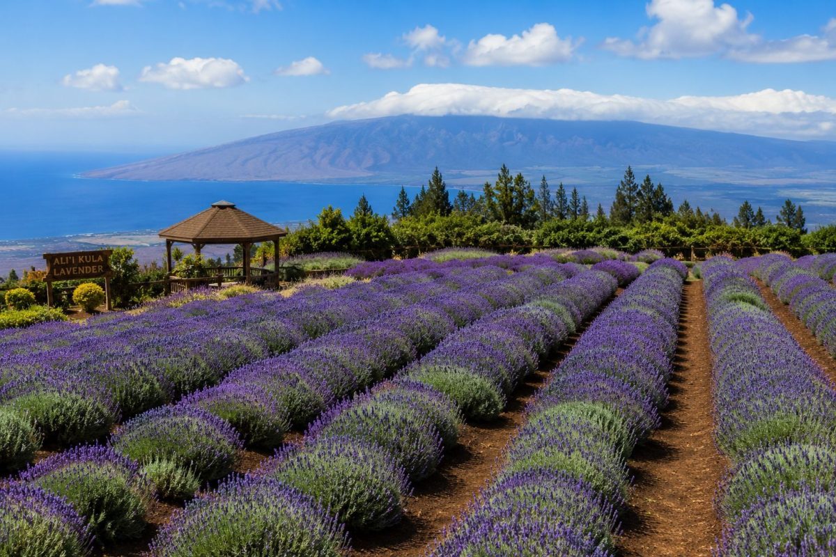 rows of purple lavender at Ali‘i Kula Lavender Farm Upcountry Maui
